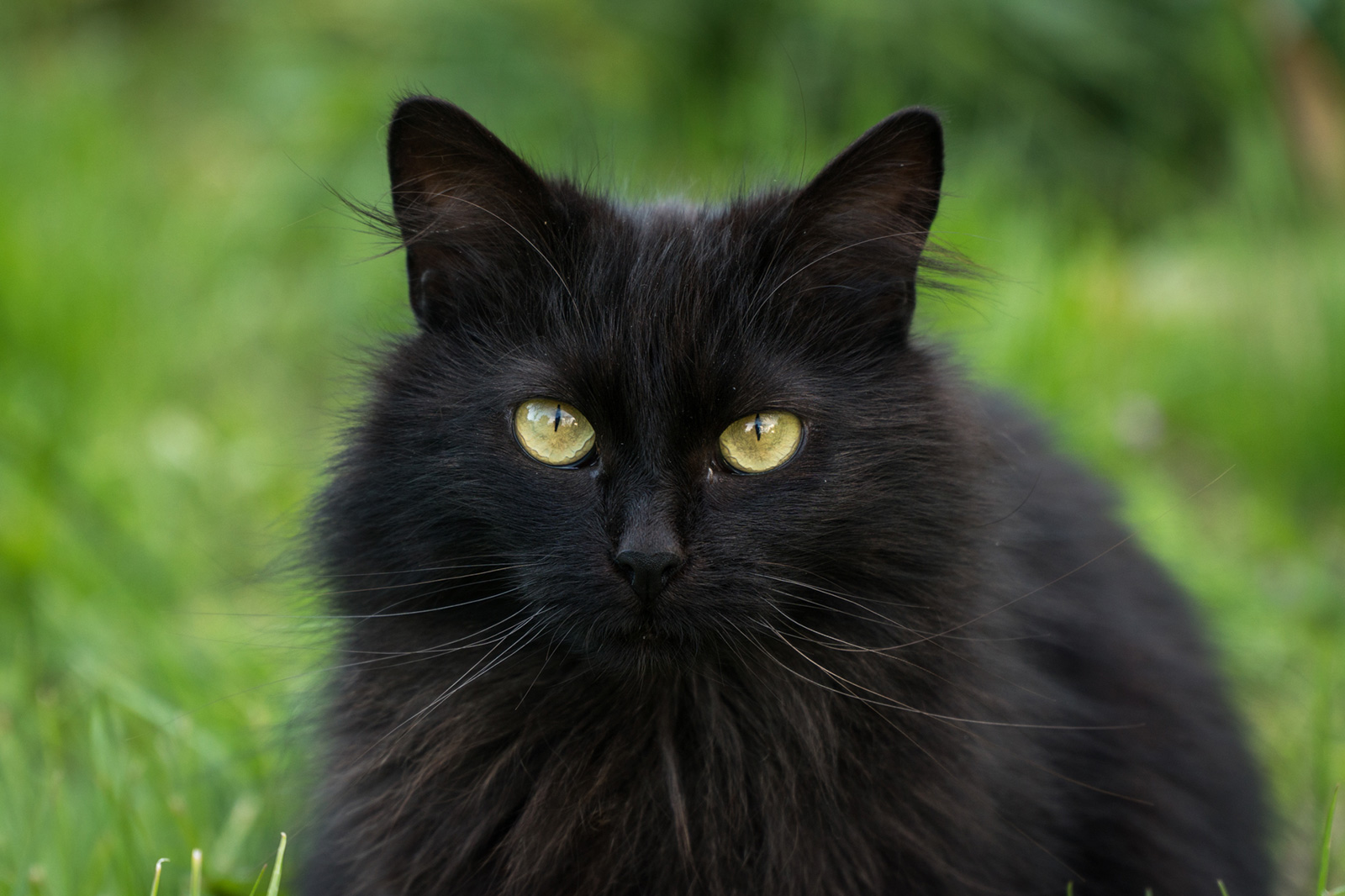 Black cat